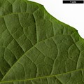 SpeciesSub: var. tomentosum